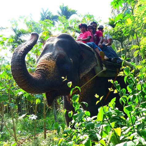 elephant junction thekkady india